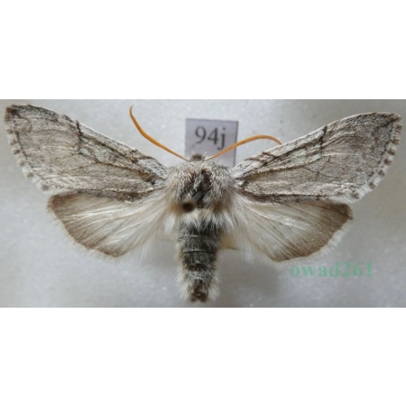 Achlya flavicornis (Linnaeus, 1758) Przestrożnica żółtorożka Czech94j